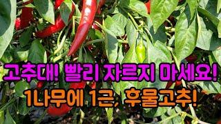 고추대 빨리 자르지 마세요, 1나무에 1근 수확하는 고추농사 잘짓는 방법 대공개!!feat. 복합강인한