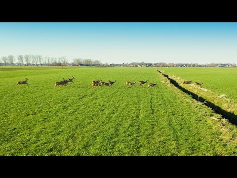 Reeën in Noordeloos