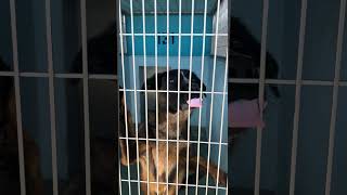 Video preview image #1 Australian Shepherd-German Shepherd Dog Mix Puppy For Sale in Pasadena, CA, USA