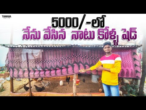 5000 ల లో నాటు కోళ్ల షెడ్