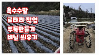 옥수수밭 로타리 두둑 만들고 비닐 씌우기까지 미흑찰 [옥수수재배방법]