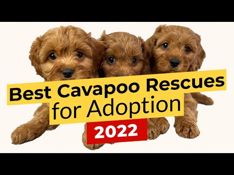 Cavapoo Rescue California