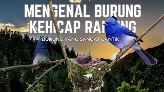 Download lagu Mengenal burung kehicap ranting #burung #burungberkicau #burungkicauan #burungkicau #burunggacor mp3