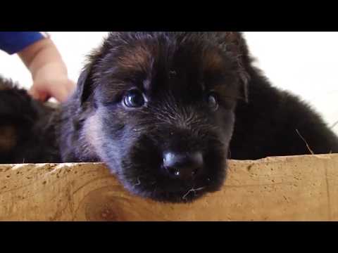 Щенки немецкой овчарки. Возраст 28 дней. Wallace vom Hochstadter Wehr + JANNI MOTOR SICH.