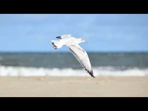 Oscar "Laucha" Prieto: La gaviota (guitarra)