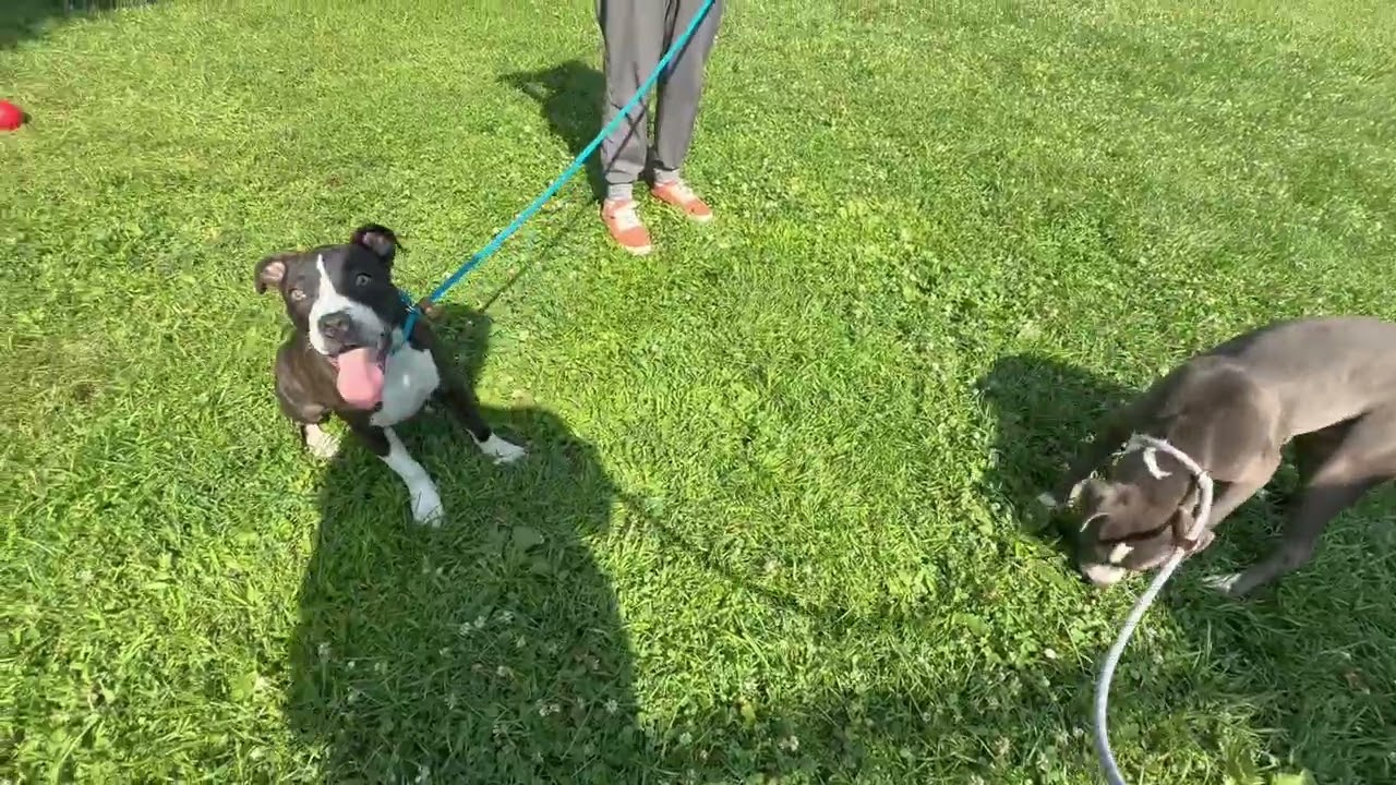 Iskra's Leash Test