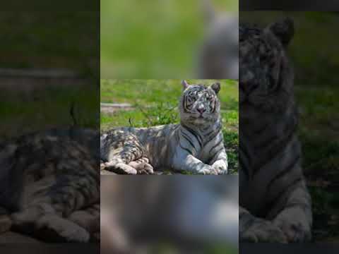 Tejashree Walekar presents her EVS Assignment: Wild Life Sanctuaries of Maharashtra, India 🇮🇳