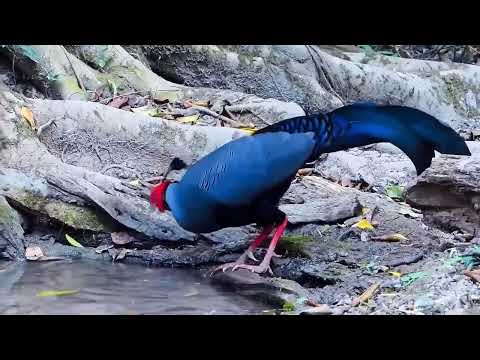 Siamese fireback (Lophura diardi)