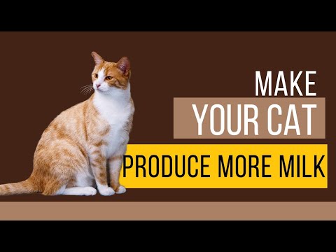 How Can I Get My Mother Cat To Produce More Milk