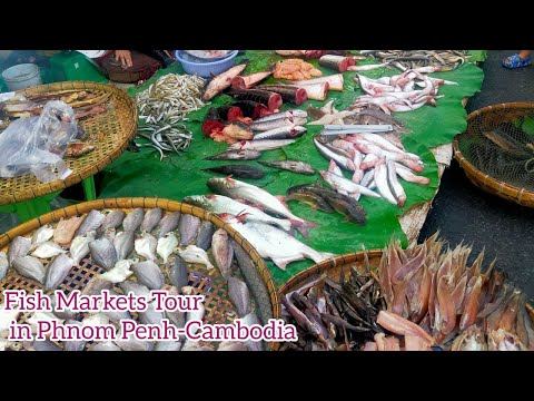 Fish Markets Tour at the Evening in Phnom Penh [Cambodian Fish Markets]