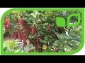 Red Currant Standart
