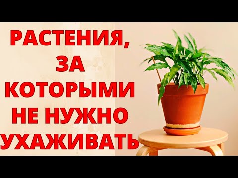 , title : 'САМЫЕ НЕПРИХОТЛИВЫЕ КОМНАТНЫЕ РАСТЕНИЯ! Посадил и забыл! Цветы, за которыми не нужно ухаживать!'