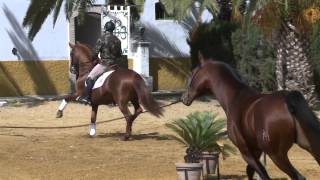 preview picture of video 'Centro Militar de Cría Caballar de Écija'