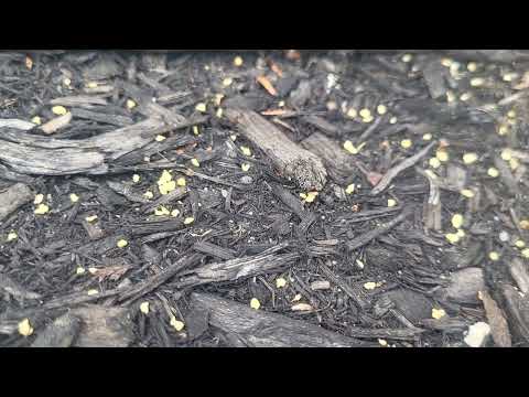 Ant Nest Discovered in the Mulch Bed in Skillman, NJ
