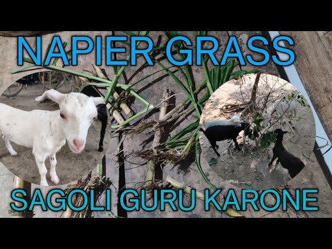 NAPIER GRASS SAGOLIR KARONE BHUT VL || NUTON KE ROISU NAPEIR GRASS 🌲🌿☘️