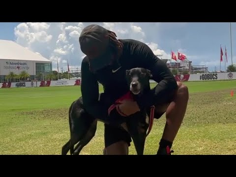 Buccaneers release receiver Tyler Johnson amid roster cuts