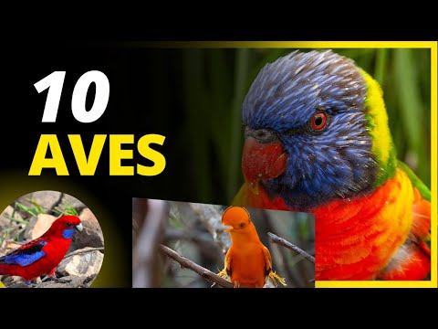 AVES MAIS BONITAS DO MUNDO - Pássaros Exóticos