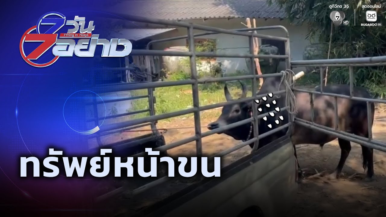 ทรัพย์หน้าขน | 7 วัน 7 อย่าง