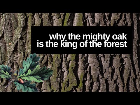 Why the oak is sacred.