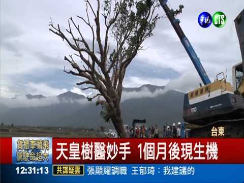 金城武樹發芽了 重生還得"觀察"