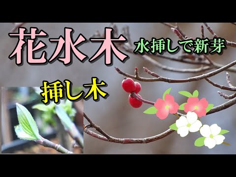 柳の水で水をやれますか? 湿度を高めて土壌の栄養を豊富にし、感染症をバリアします