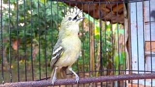 Download lagu pancingan sirtu nyiul variasi mp3