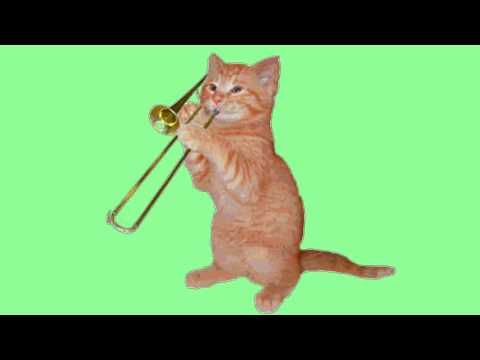 CAT PLAYS THE TRUMPET