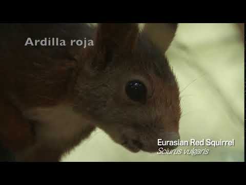 Eurasian Red Squirrel