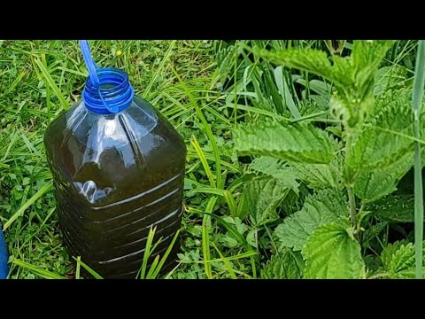 ORGANSKO gnojivo od koprive / Kopriva, za brži rast biljaka! # 318