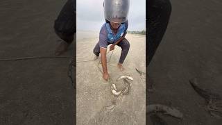 Wonderful fish hunting catfish bait throwing 2  #fishinglife  #hook  #bait