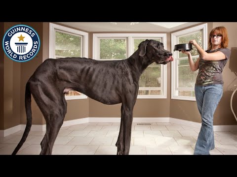 World's TALLEST Records | Guinness World Records