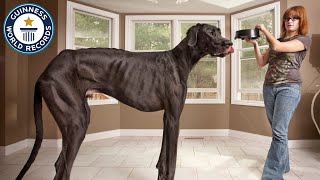 World's TALLEST Records | Guinness World Records