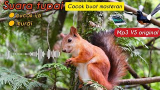 Download lagu Terbaru. masteran bajing kekes. cocok buat murai dan cucak ijo mp3