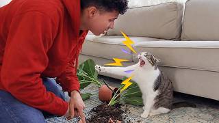 The Funniest Talking Cat Tries to Win an Argument with their Human 😂