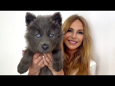 I GOT ANOTHER BLUE WOLFDOG / Ep 1