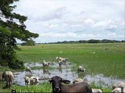 FG  Sabanas de El Milagro - Francisco Montoya