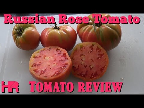 , title : '⟹ RUSSIAN ROSE TOMATO | Solanum lycopersicum | tomato review'