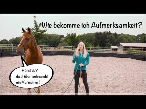 How do I get my horse's attention? - Trust and respect on the ground