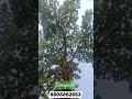 Nagpuna Tree