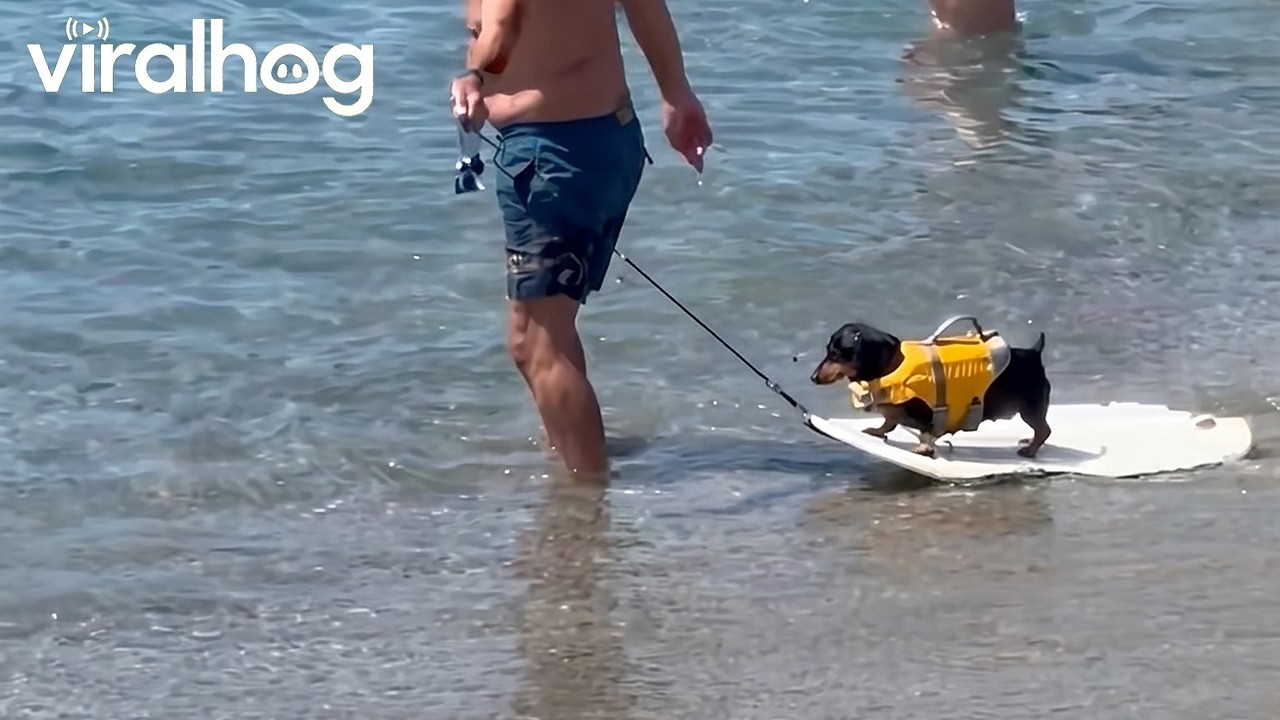 Dachshund Goes Surfing || ViralHog