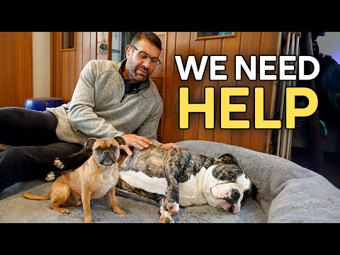 We Didn’t Know If These Dogs Would Make It