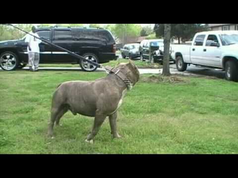 Bam Bam WWW.KINGOFTHEHILLKENNELS.NET