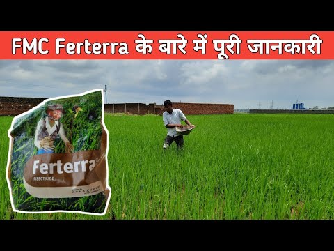 Ferterra || फरटेरा के बारे में पूरी जानकारी || धान में फरटेरा का प्रयोग || FMC Ferterra insecticide