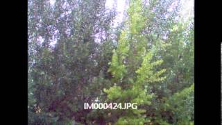 Alain Johannes - The Bleeding Whole