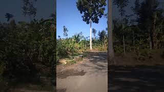 Download lagu jalan pedesa'an yg sangat asri#pedesaan#fyp#shorts#video#channel#whatsappstatus#tiktok#viral#funny mp3 Download lagu jalan pedesa'an yg sangat asri#pedesaan#fyp#shorts#video#channel#whatsappstatus#tiktok#viral#funny mp3
