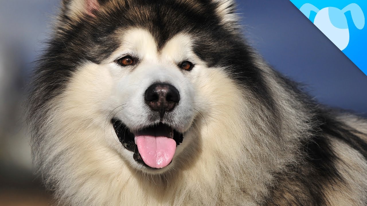Alaskan Malamute Facts