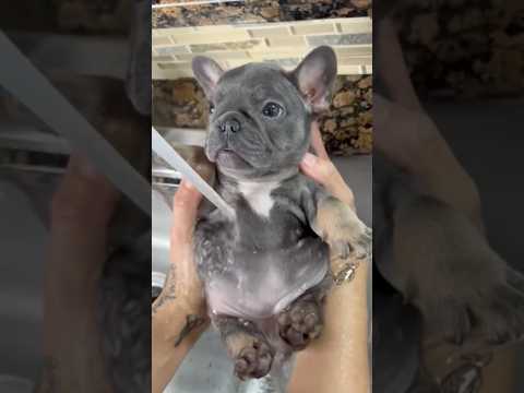 I AM PIBBLE, WASH MY BELLY! 🐾🧼❤️