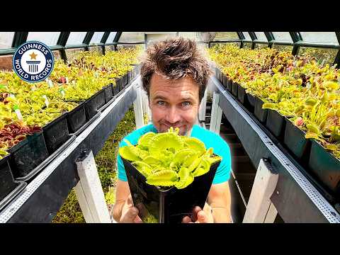 Be Careful of Your Fingers Around this Giant Venus Flytrap