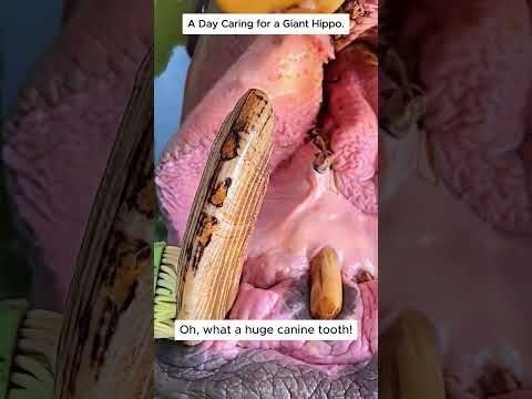 A Day Caring for a Giant Hippo