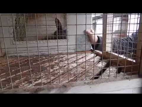 МИАКРО Старо-Паново Ознакомительная лекция по разведению кроликов методом И.Михайлова